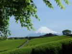 今宮の茶畑