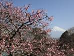 紅梅と富士山