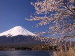 河口湖と桜