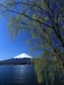 新緑の柳と富士山