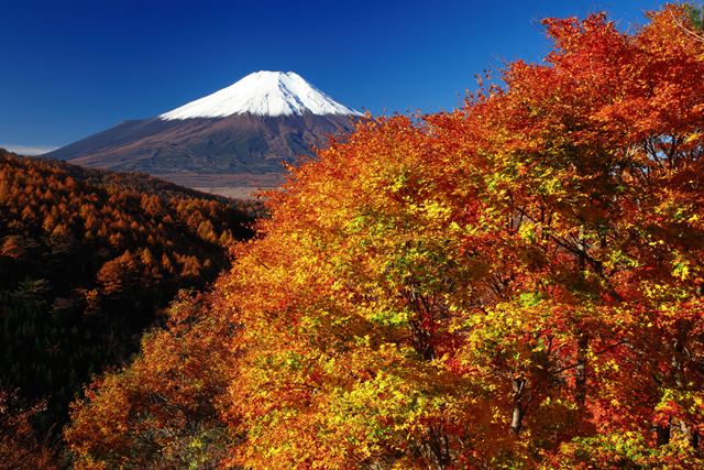 秋まっさかりの富士山
