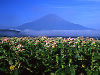 タバコ畑の富士山