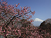 富士に咲く紅梅
