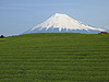 茶畑の丘と富士