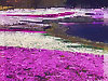 芝桜と竜神池(水彩)