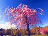 枝垂れ桜(水彩)