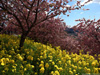 河津桜咲く(水彩)
