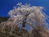 入生田のシダレ(水彩)