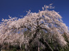先照寺の桜