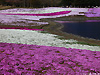 芝桜と竜神池