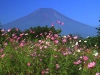 fuji123