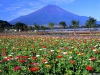 fuji272