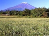 fuji282