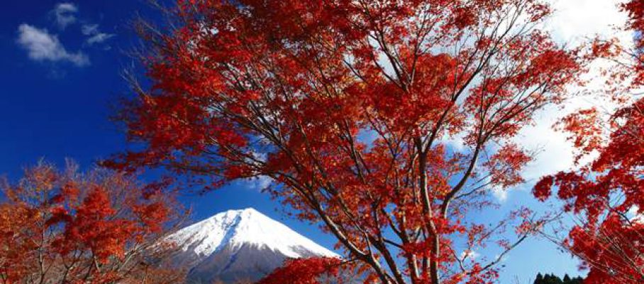 紅葉と富士山