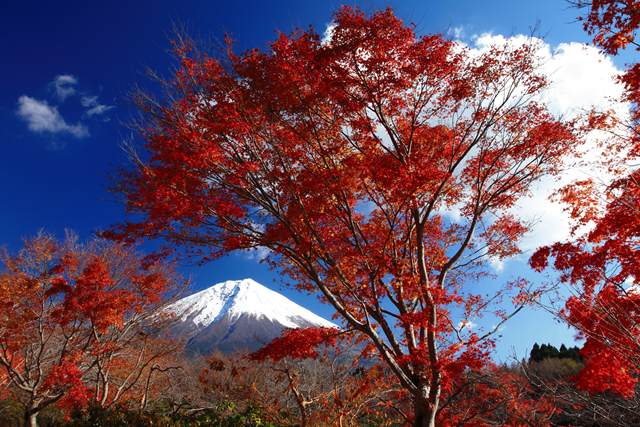 紅葉と富士山