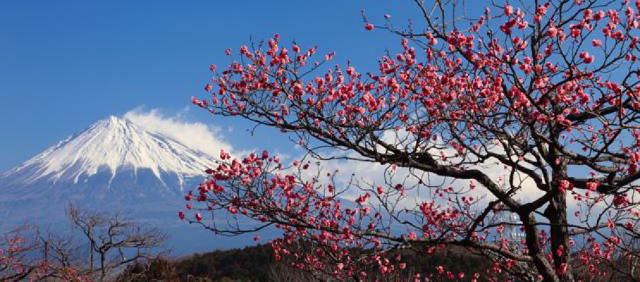 岩本山公園の梅