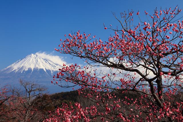 岩本山公園の梅